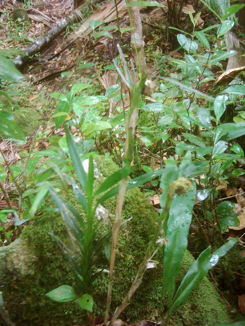 Agrostophyllum occidentale photo 6