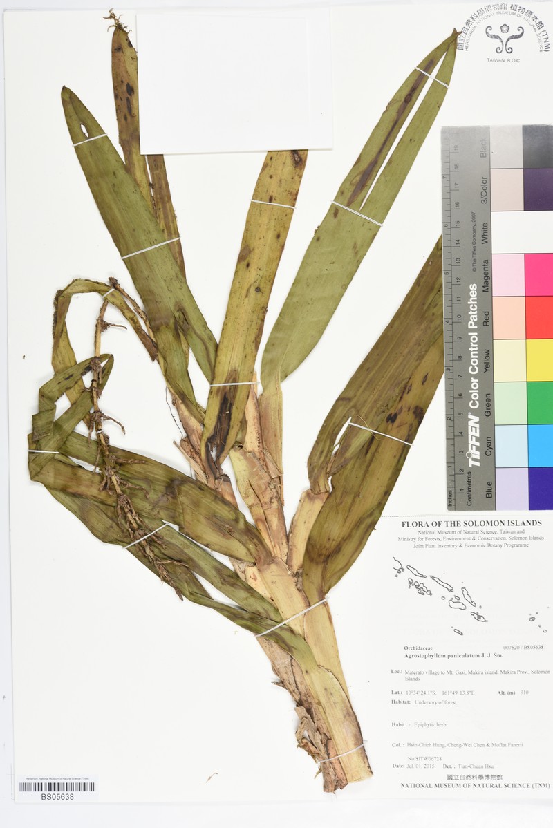 Agrostophyllum paniculatum
