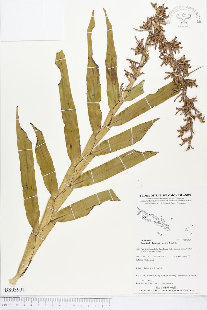 Agrostophyllum paniculatum photo 2