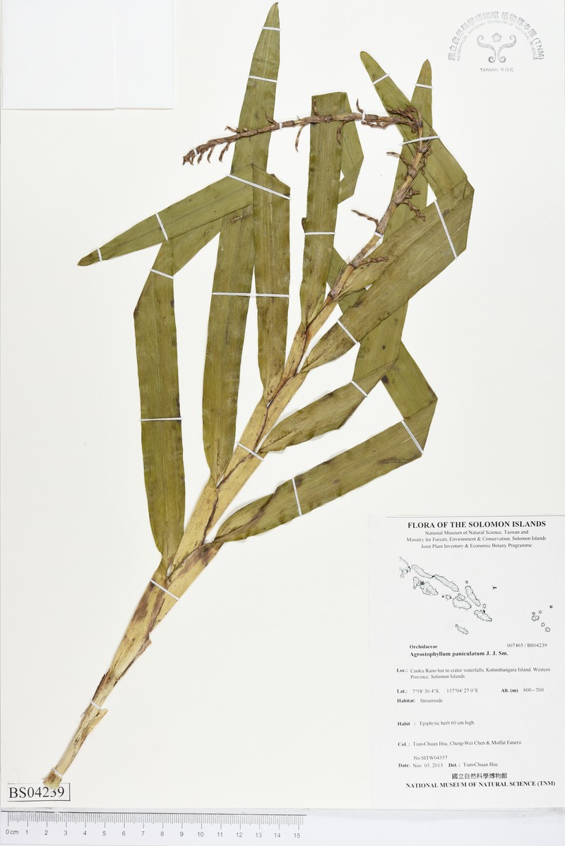 Agrostophyllum paniculatum photo 3