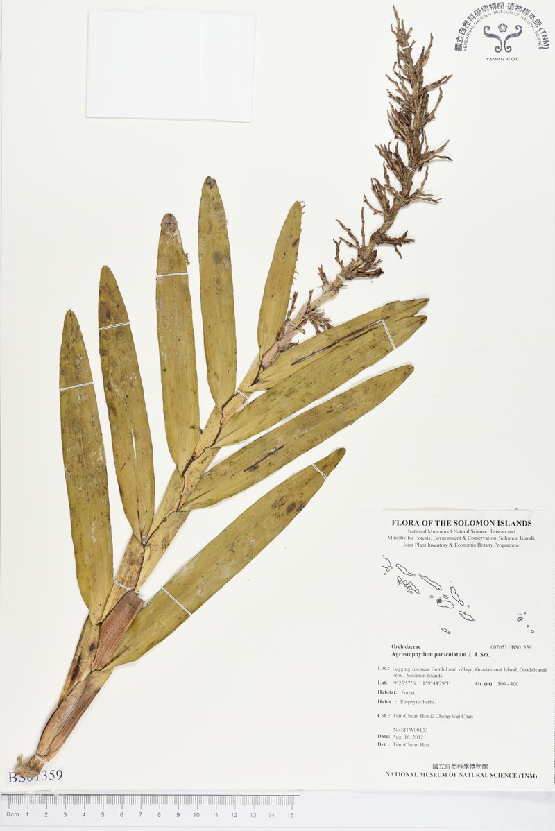 Agrostophyllum paniculatum photo 4