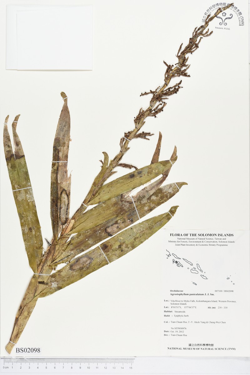 Agrostophyllum paniculatum photo 5