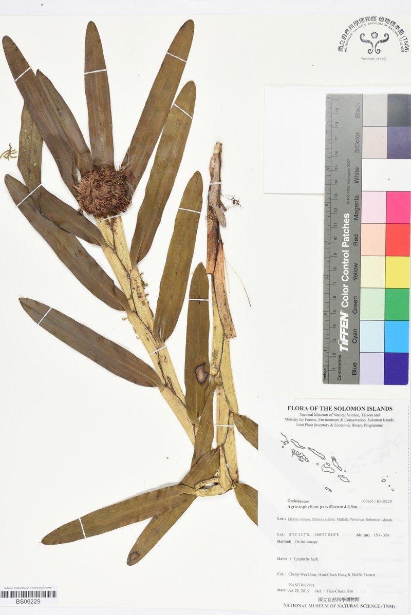Agrostophyllum parviflorum
