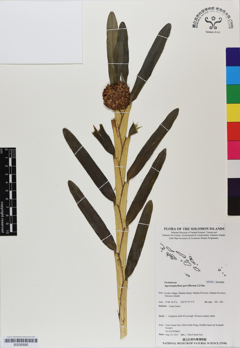 Agrostophyllum parviflorum photo 2