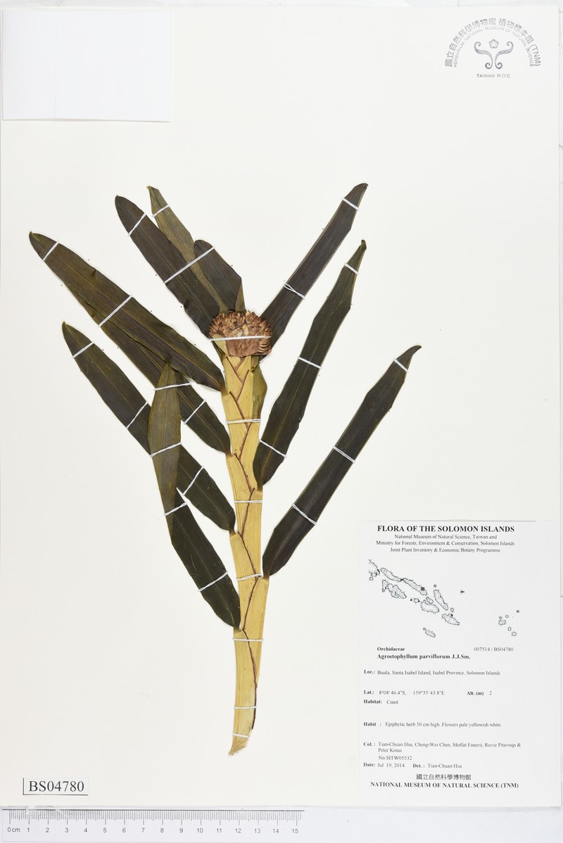 Agrostophyllum parviflorum photo 3