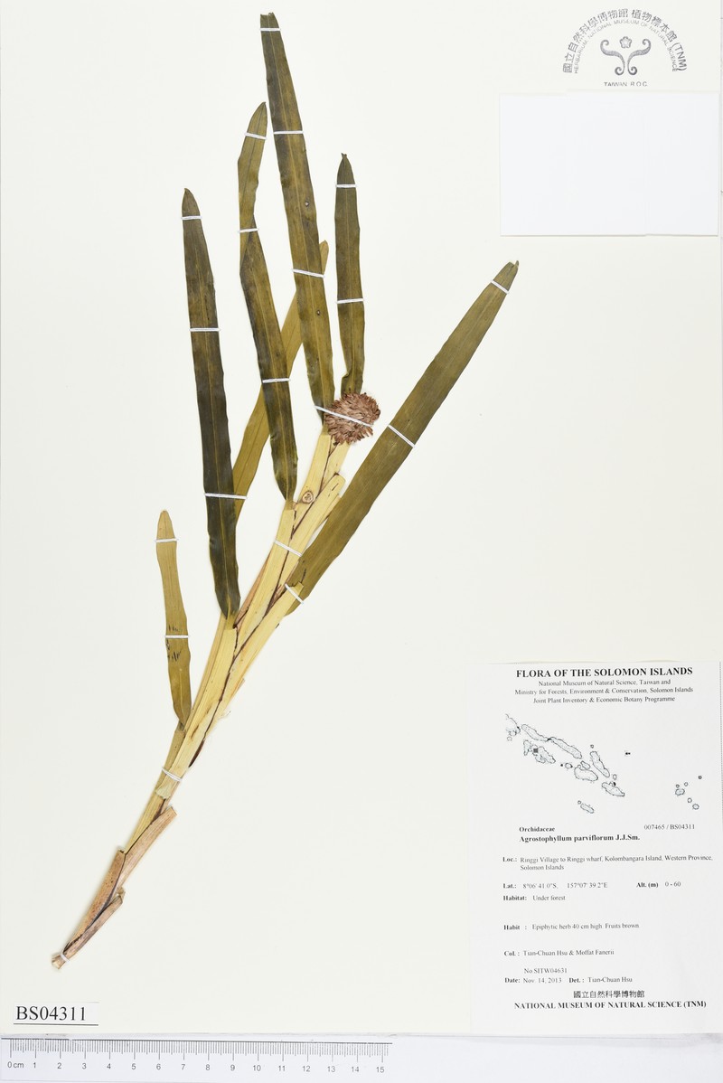 Agrostophyllum parviflorum photo 4