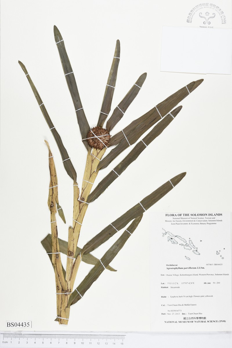 Agrostophyllum parviflorum photo 5
