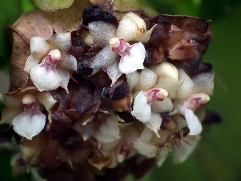 Agrostophyllum philippinense