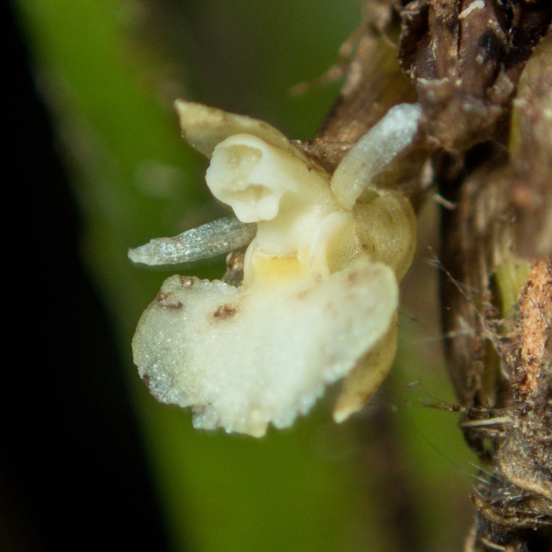 Agrostophyllum planicaule