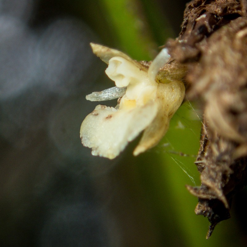 Agrostophyllum planicaule photo 2