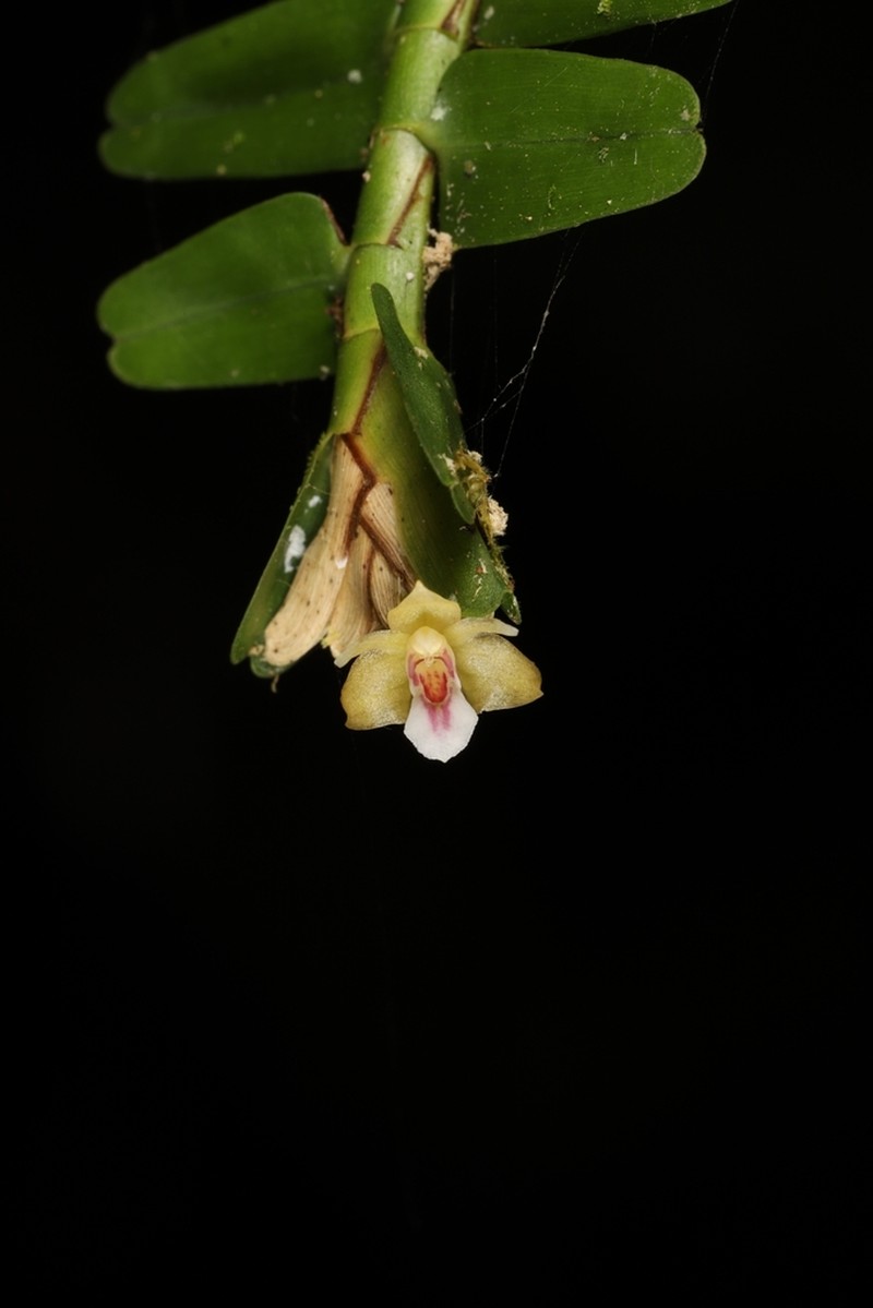 Agrostophyllum stipulatum