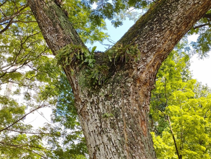 Agrostophyllum stipulatum photo 2