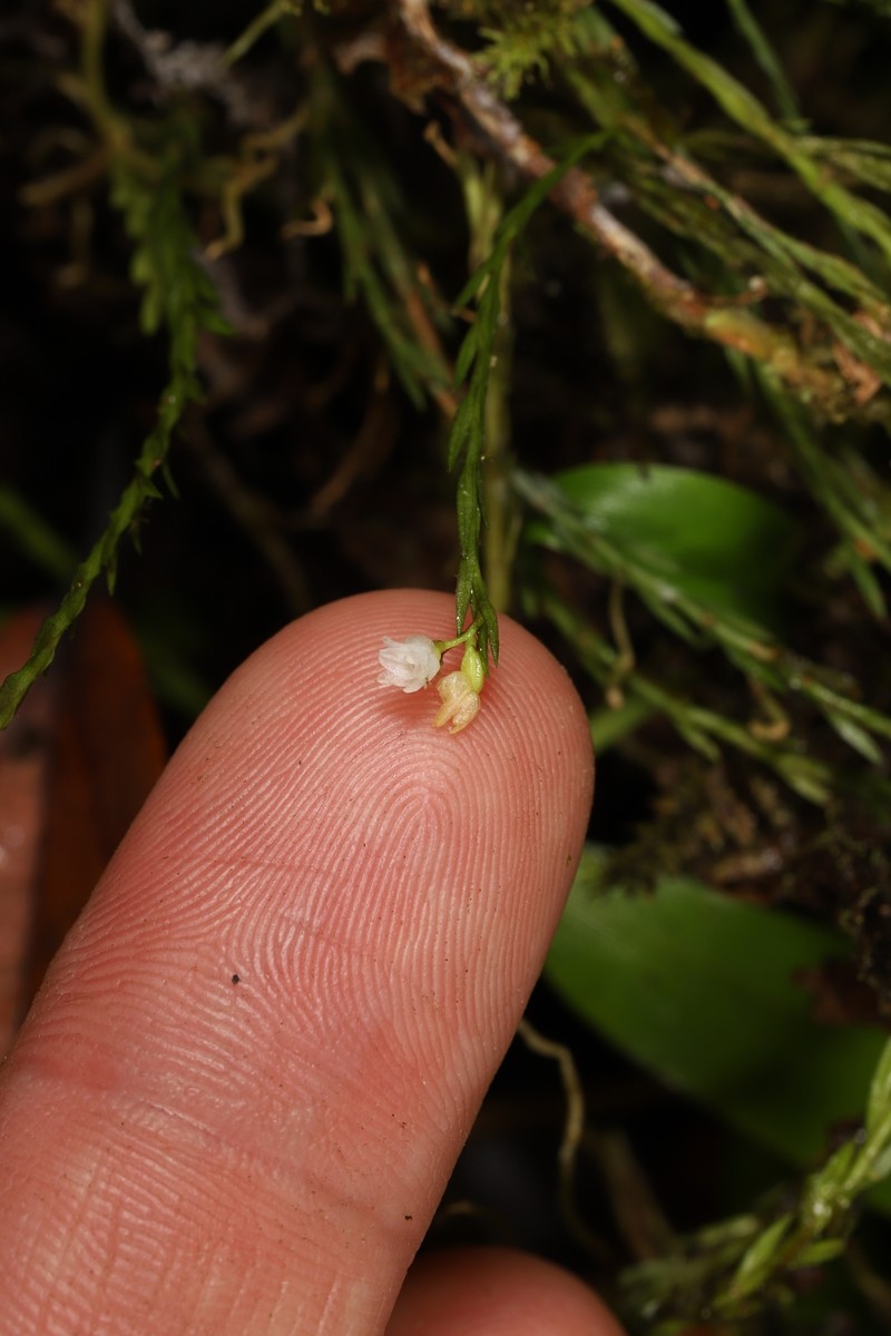 Agrostophyllum stipulatum photo 3