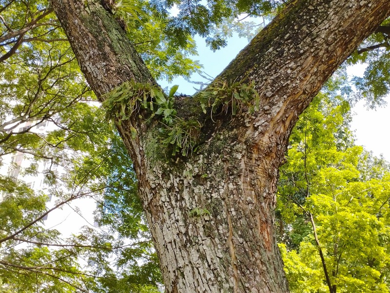 Agrostophyllum stipulatum photo 4