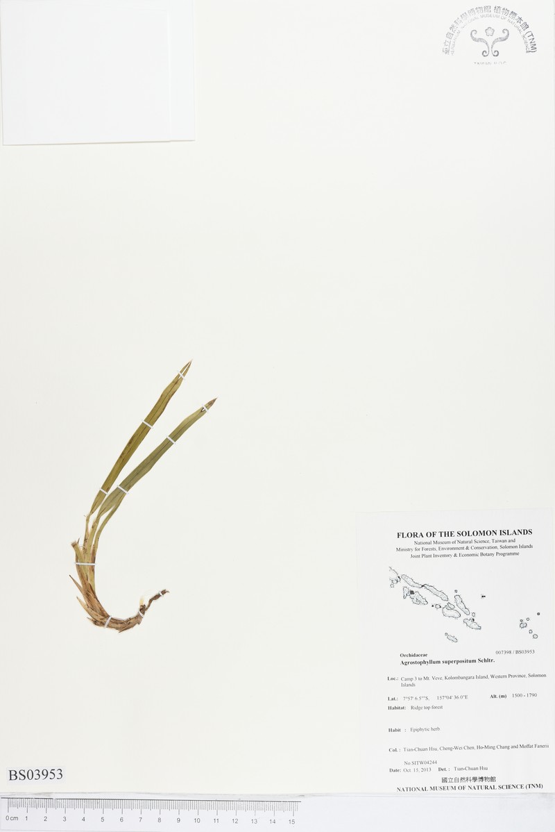 Agrostophyllum superpositum
