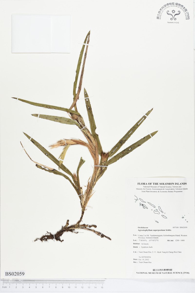 Agrostophyllum superpositum photo 2