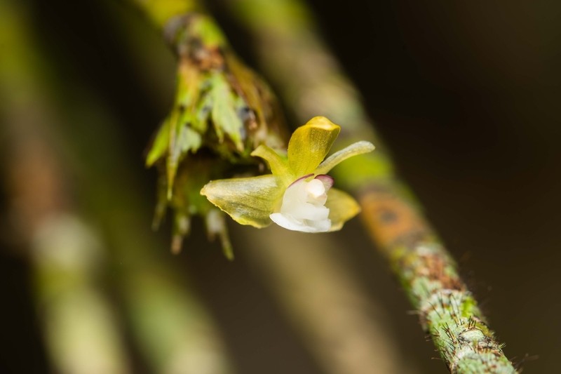 Agrostophyllum trifidum