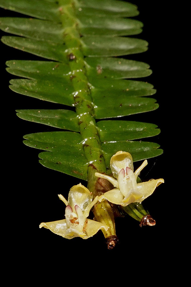 Agrostophyllum trifidum photo 2