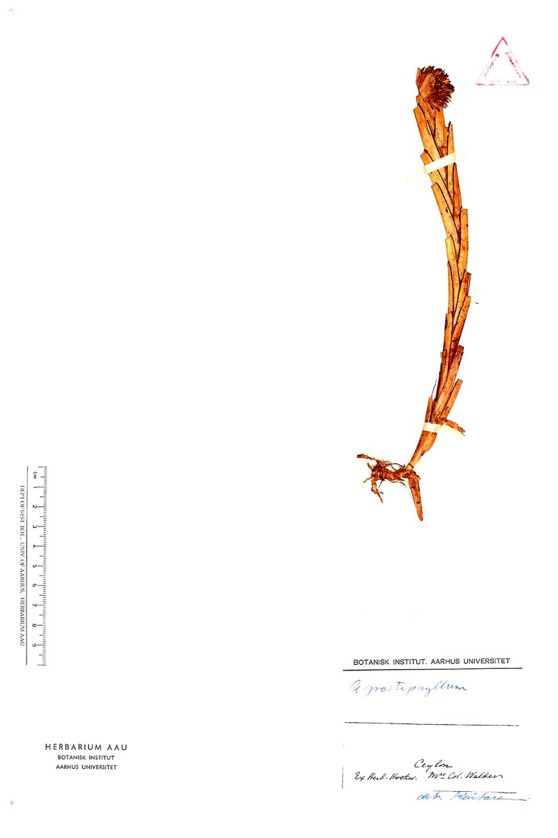 Agrostophyllum zeylanicum