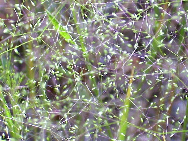 Agrostula truncatula
