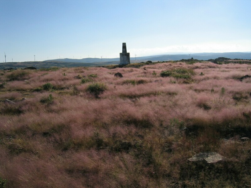 Agrostula truncatula photo 2