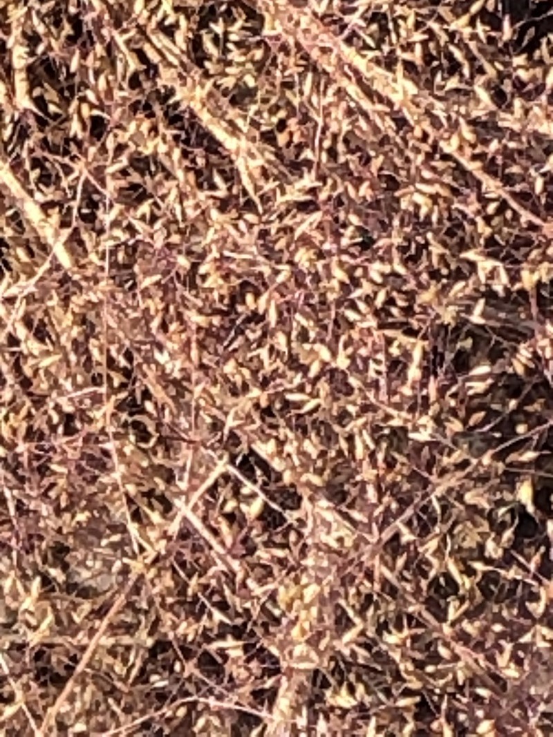 Agrostula truncatula photo 3