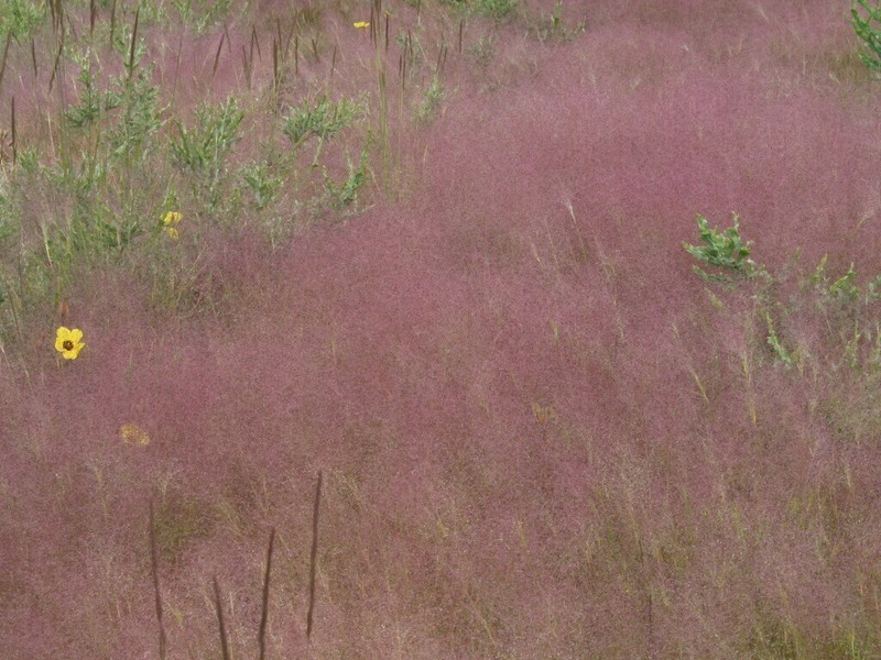 Agrostula truncatula photo 4