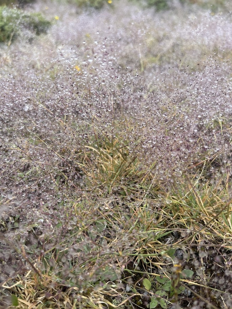Agrostula truncatula photo 5