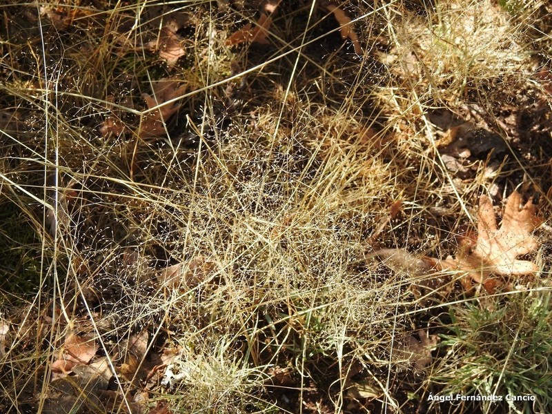 Agrostula truncatula photo 6