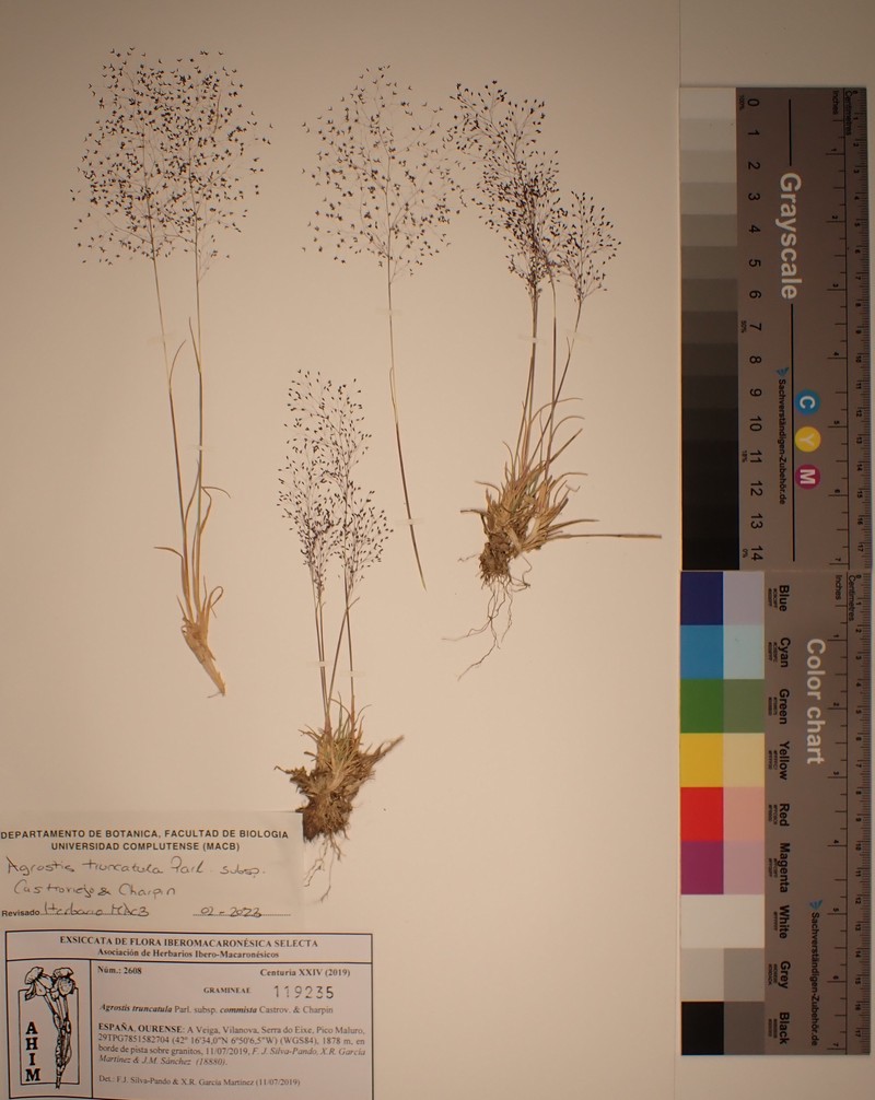 Agrostula truncatula subsp. durieui