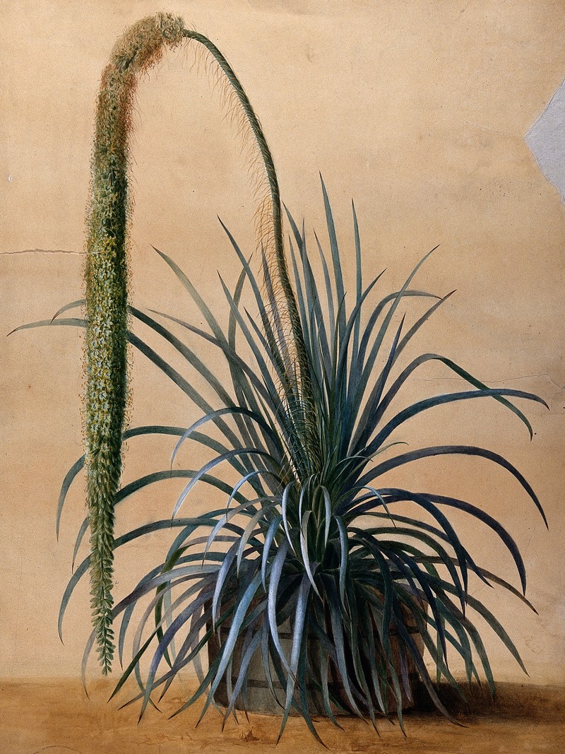 Aguiaria excelsa