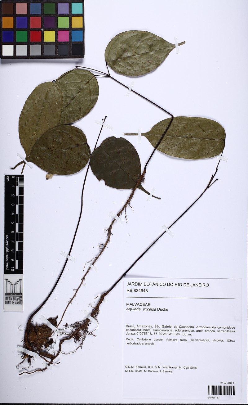 Aguiaria excelsa photo 2