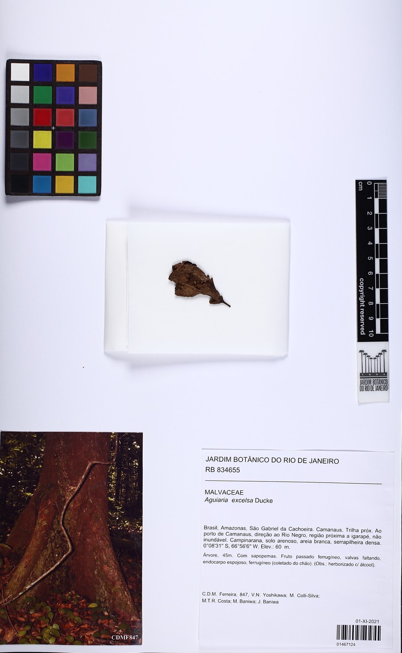 Aguiaria excelsa photo 3