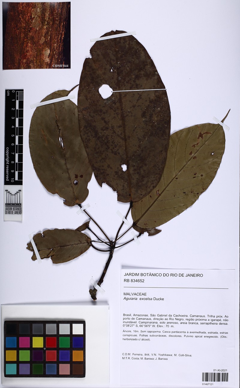 Aguiaria excelsa photo 4