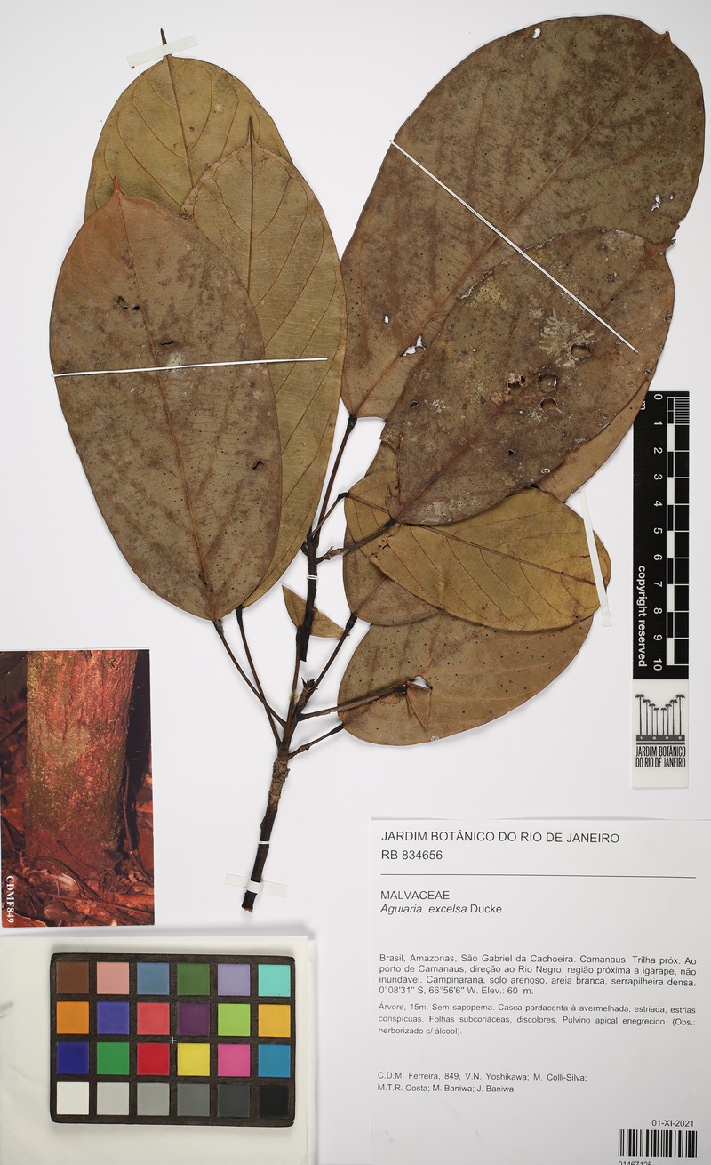 Aguiaria excelsa photo 5