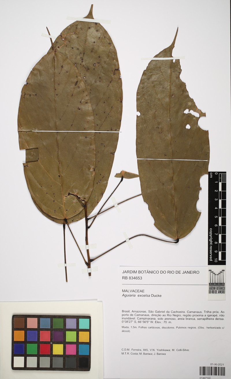 Aguiaria excelsa photo 6