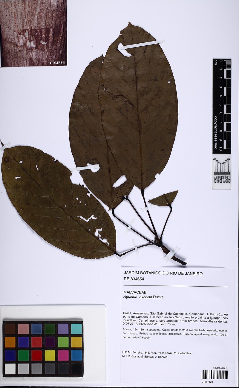 Aguiaria excelsa photo 7