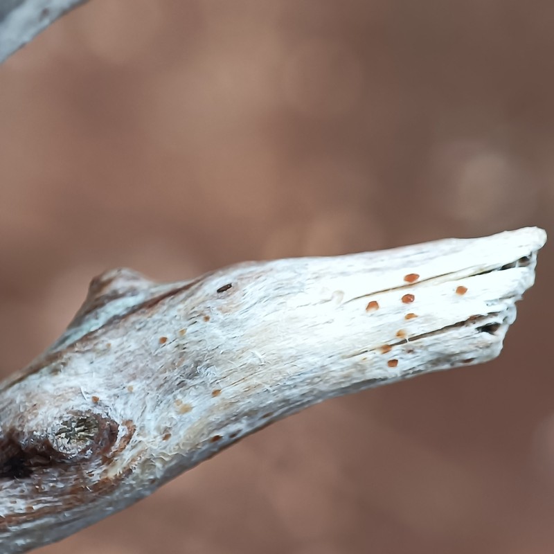 Agyrium Lichen