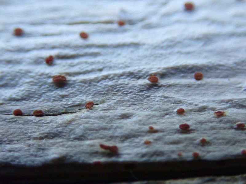 Agyrium Lichen photo 2