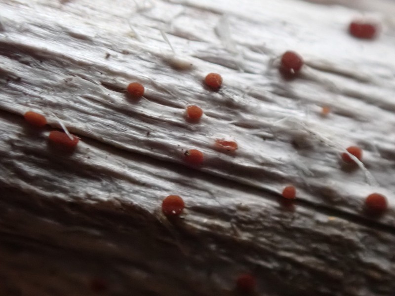 Agyrium Lichen photo 5