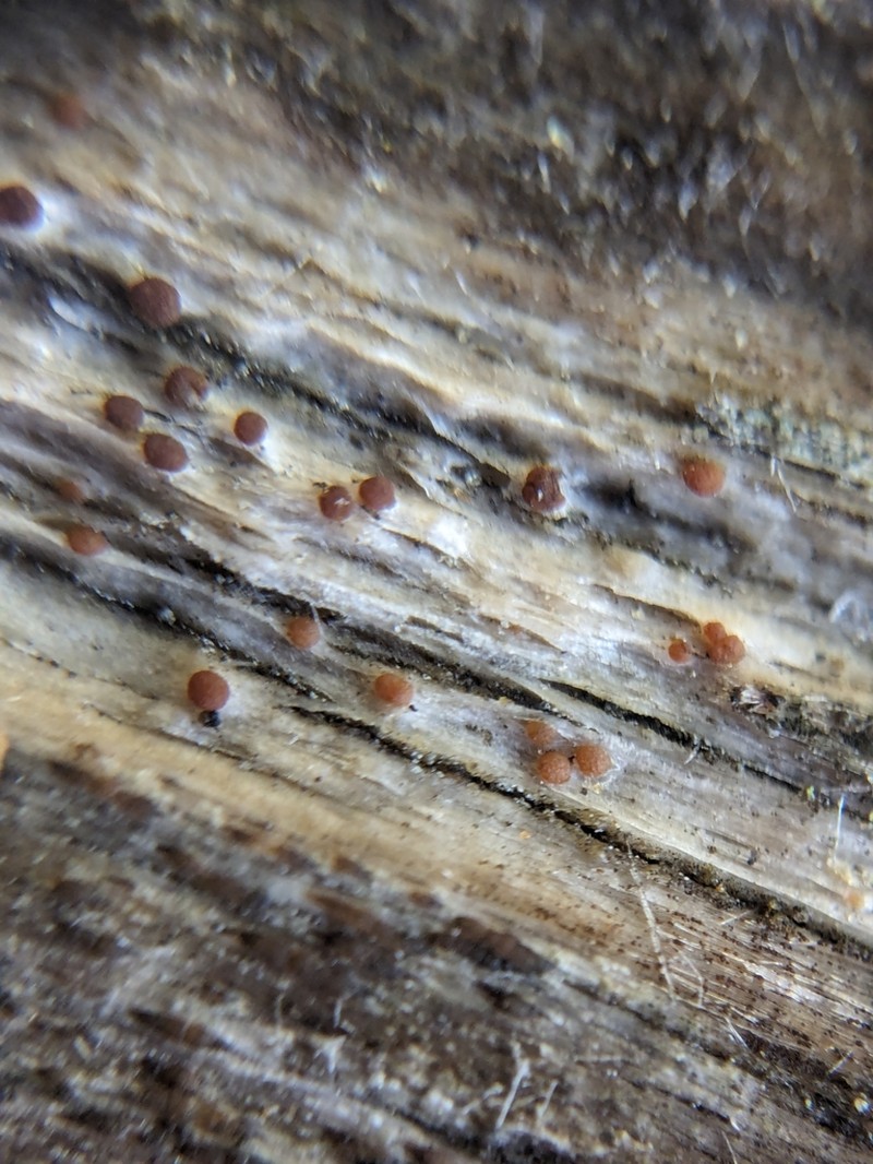 Agyrium Lichen photo 6
