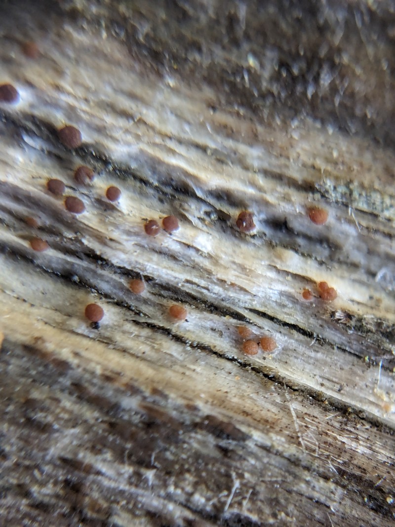 Agyrium Lichen photo 7