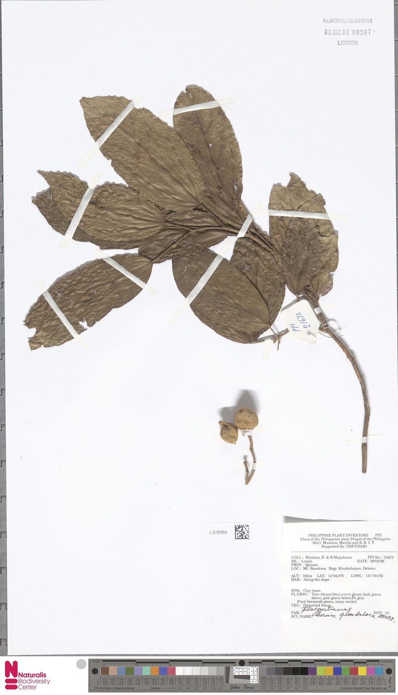 Ahernia glandulosa photo 3