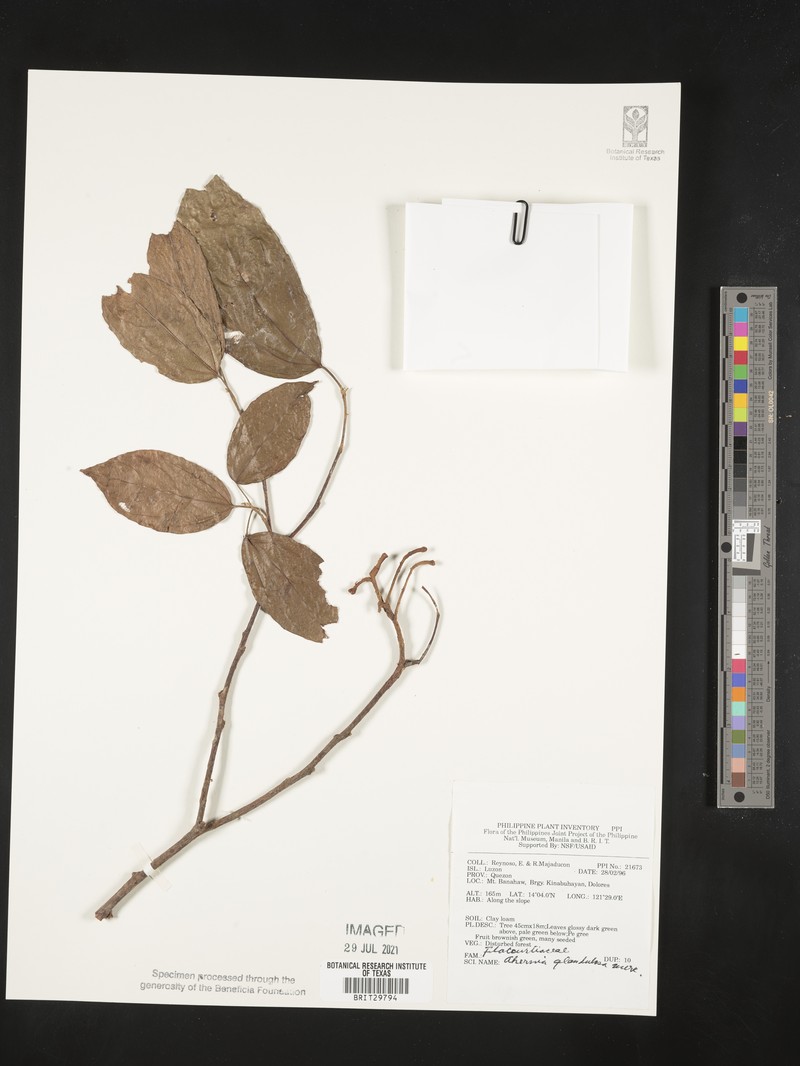 Ahernia glandulosa