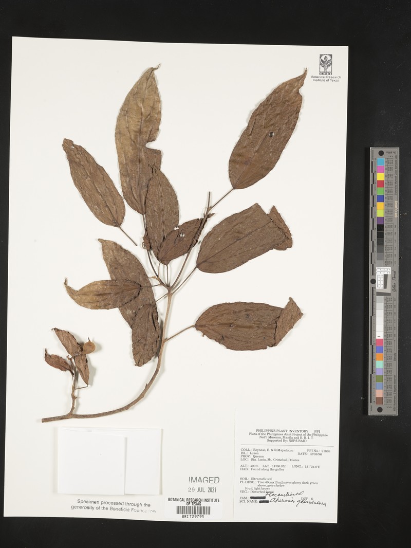 Ahernia glandulosa photo 2