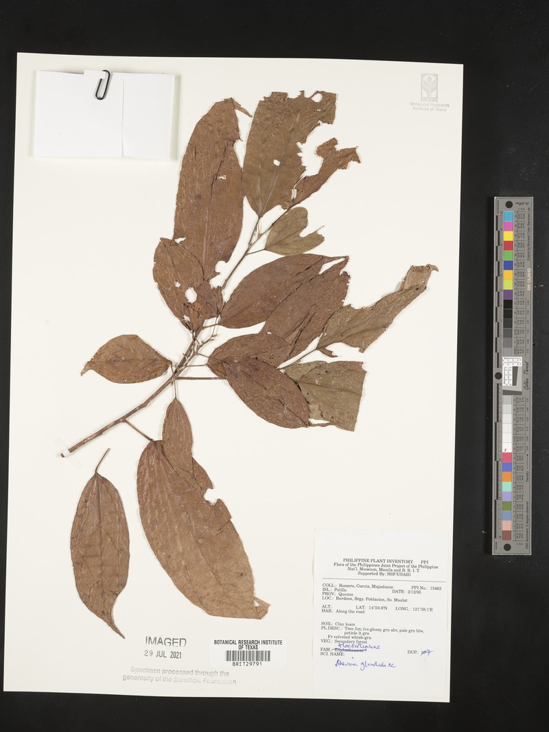 Ahernia glandulosa photo 3