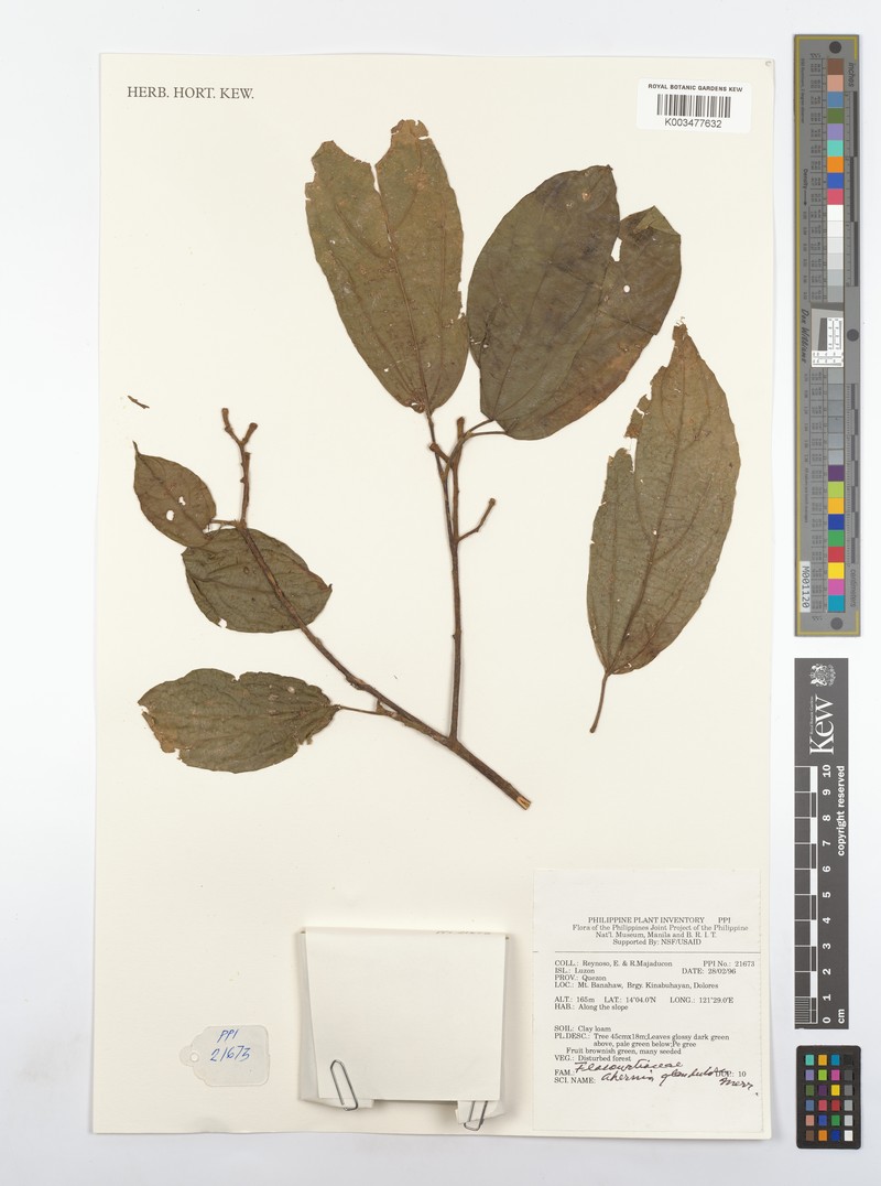 Ahernia glandulosa photo 4