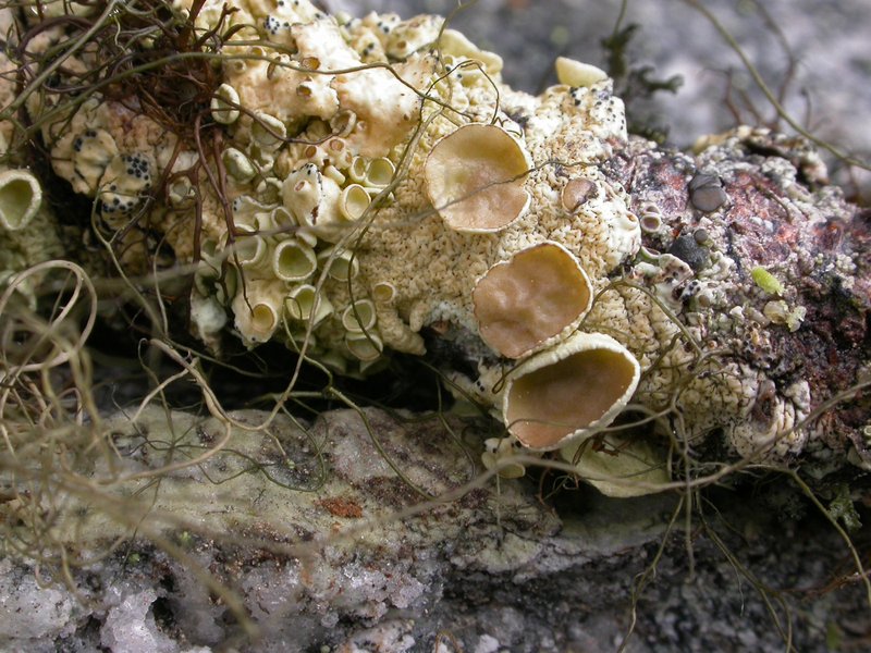 Ahtiana Lichen