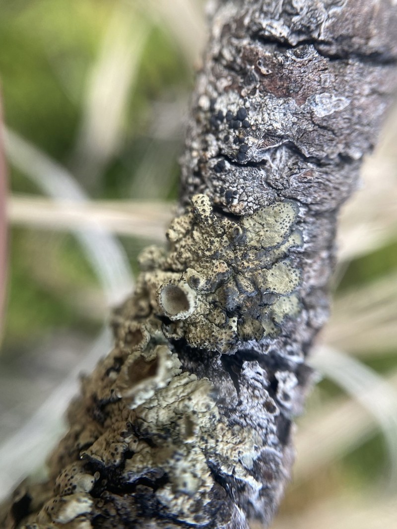 Ahtiana Lichen photo 2