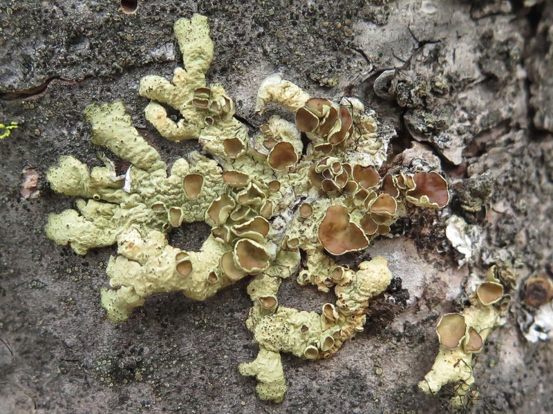 Ahtiana Lichen photo 3
